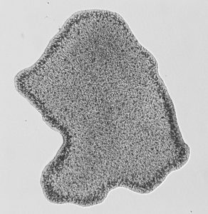 Trichoplax sp. (haplotype H2, clone “Panama”) Author: Hans-Jürgen Osigus, Schierwater lab, Stiftung Tierärztliche Hochschule Hannover