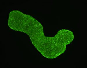 Trichoplax adhaerens (haplotype H1, clone “Grell”), 20 h after transfection with fluorescent morpholino oligonucleotides. Author: Sarah Rolfes, Schierwater lab (TiHo Hannover).