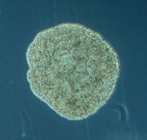 Trichoplax, Placozoa